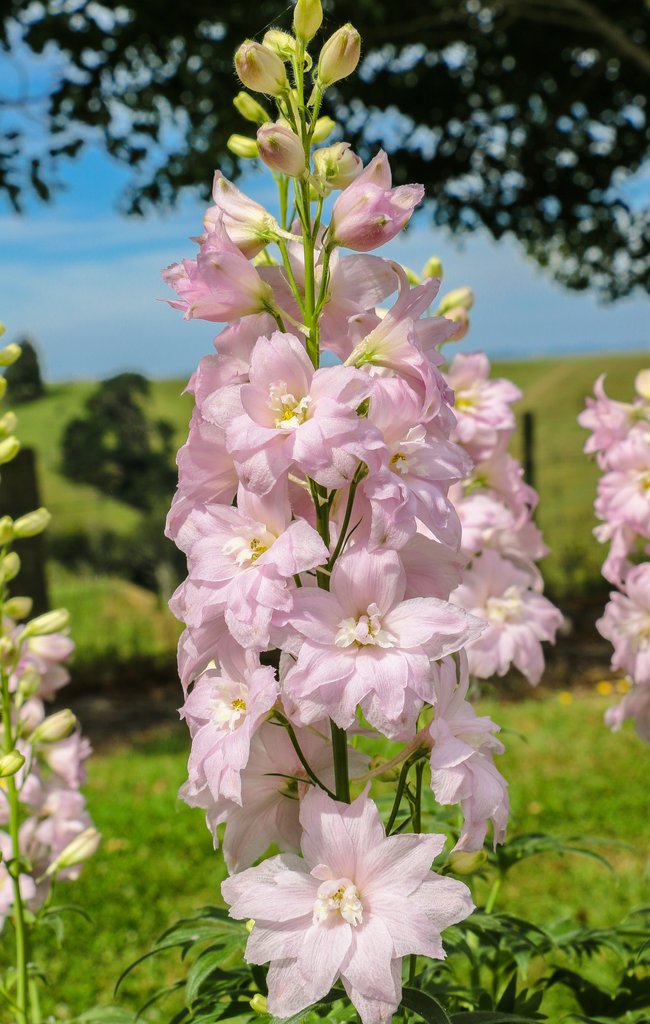 Delphinium ‘Pink Princess’