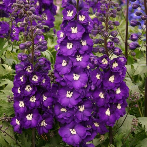 Alternative view of Delphinium ‘Purple Passion’