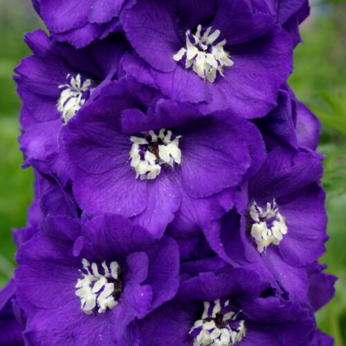 Delphinium 'Purple Passion'