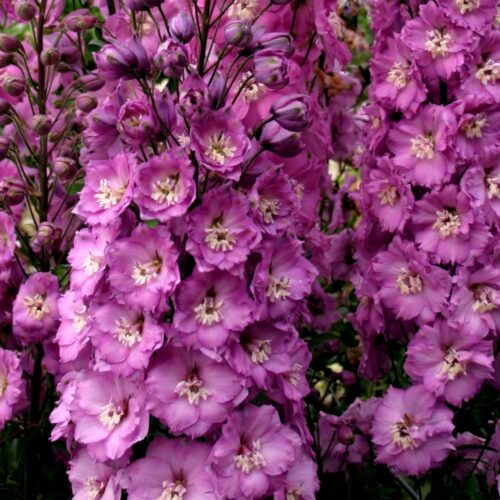 Delphinium ‘Sweethearts’
