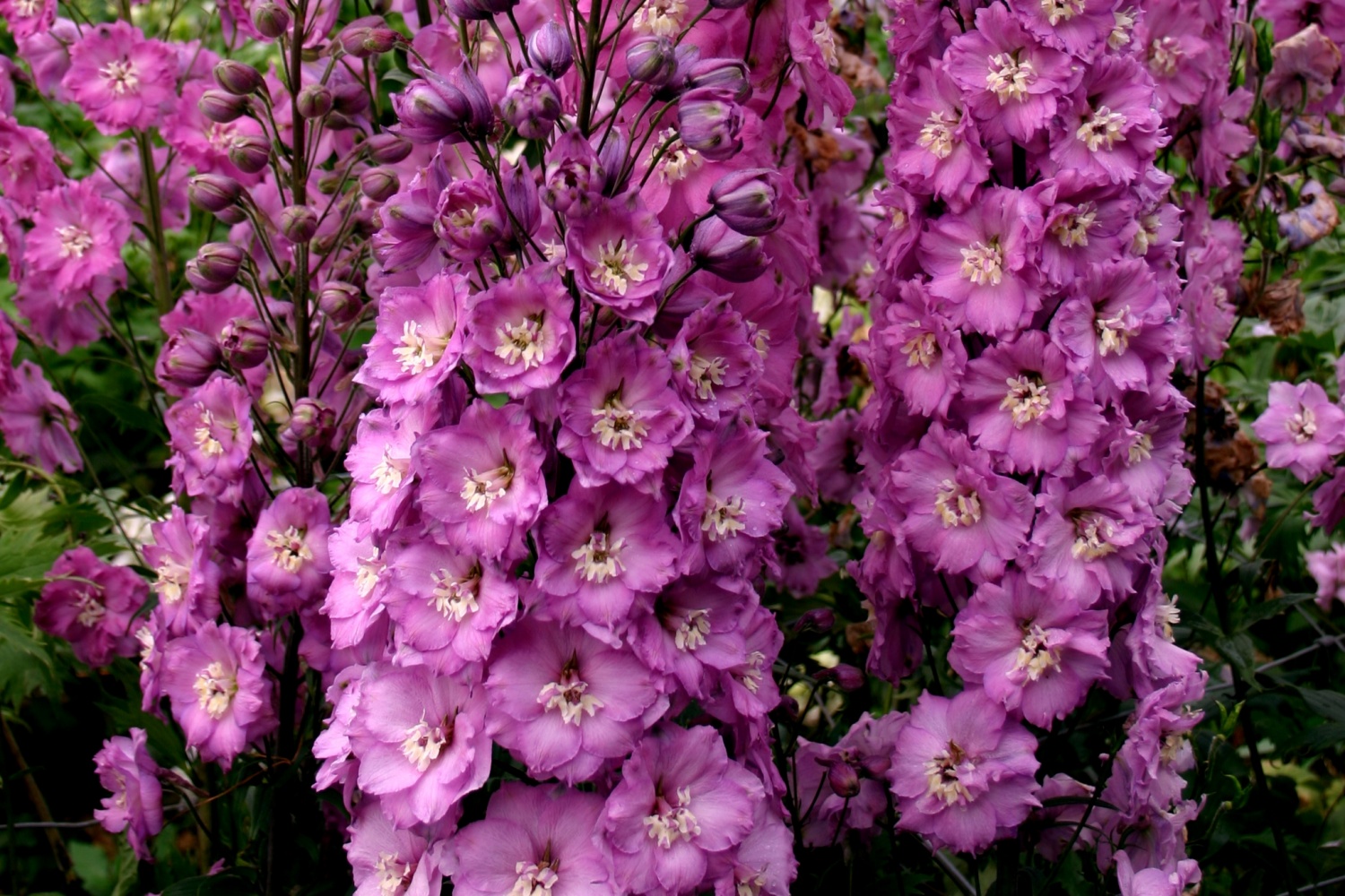 Delphinium ‘Sweethearts’