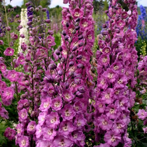 Alternative view of Delphinium ‘Sweethearts’
