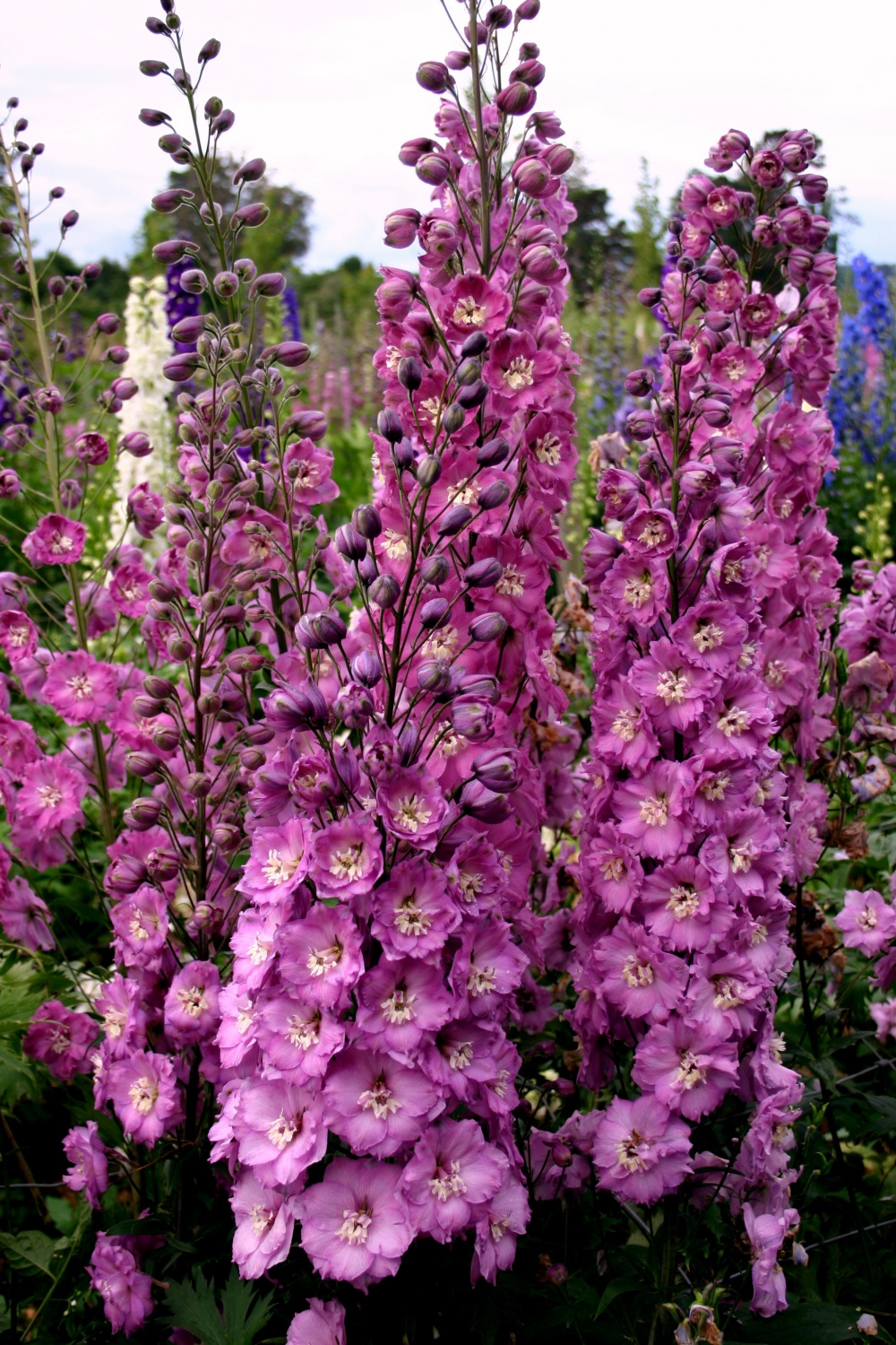 Delphinium ‘Sweethearts’ - Image 2