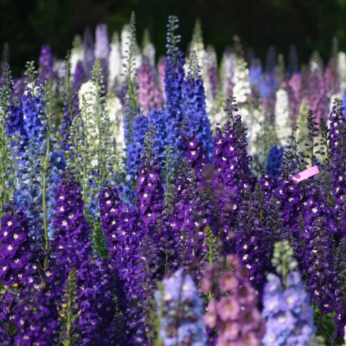 Delphinium ‘Sweethearts’ - Image 3