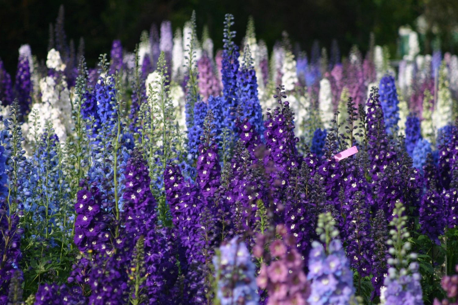 Delphinium ‘Sweethearts’ - Image 3