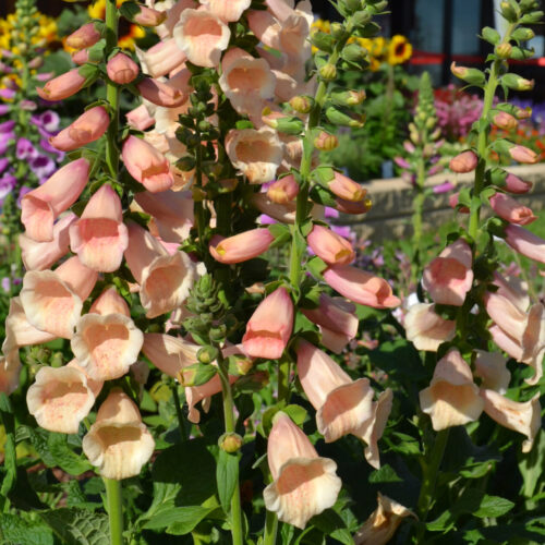 Digitalis purpurea ‘Dalmatian Peach’