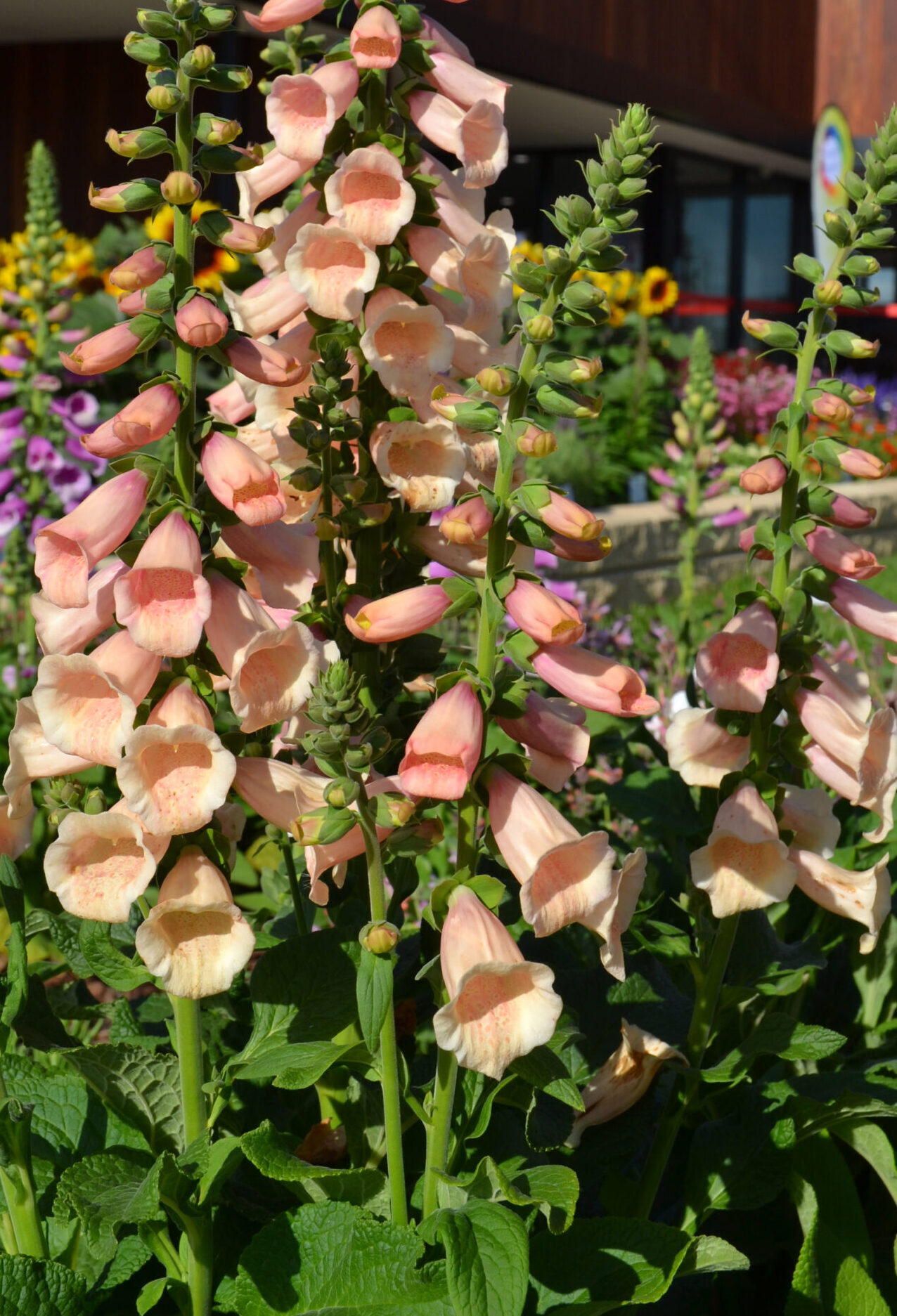 Digitalis purpurea ‘Dalmatian Peach’