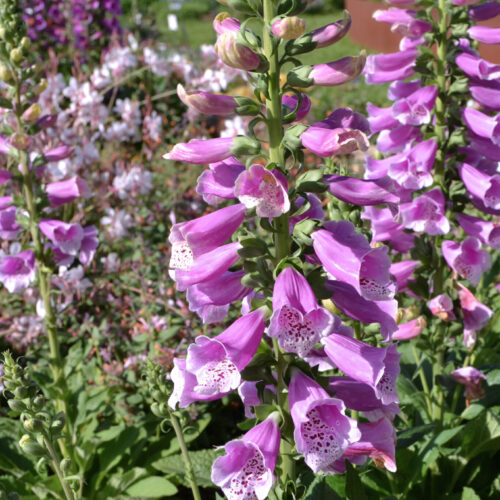 Digitalis purpurea ‘Dalmatian Rose’