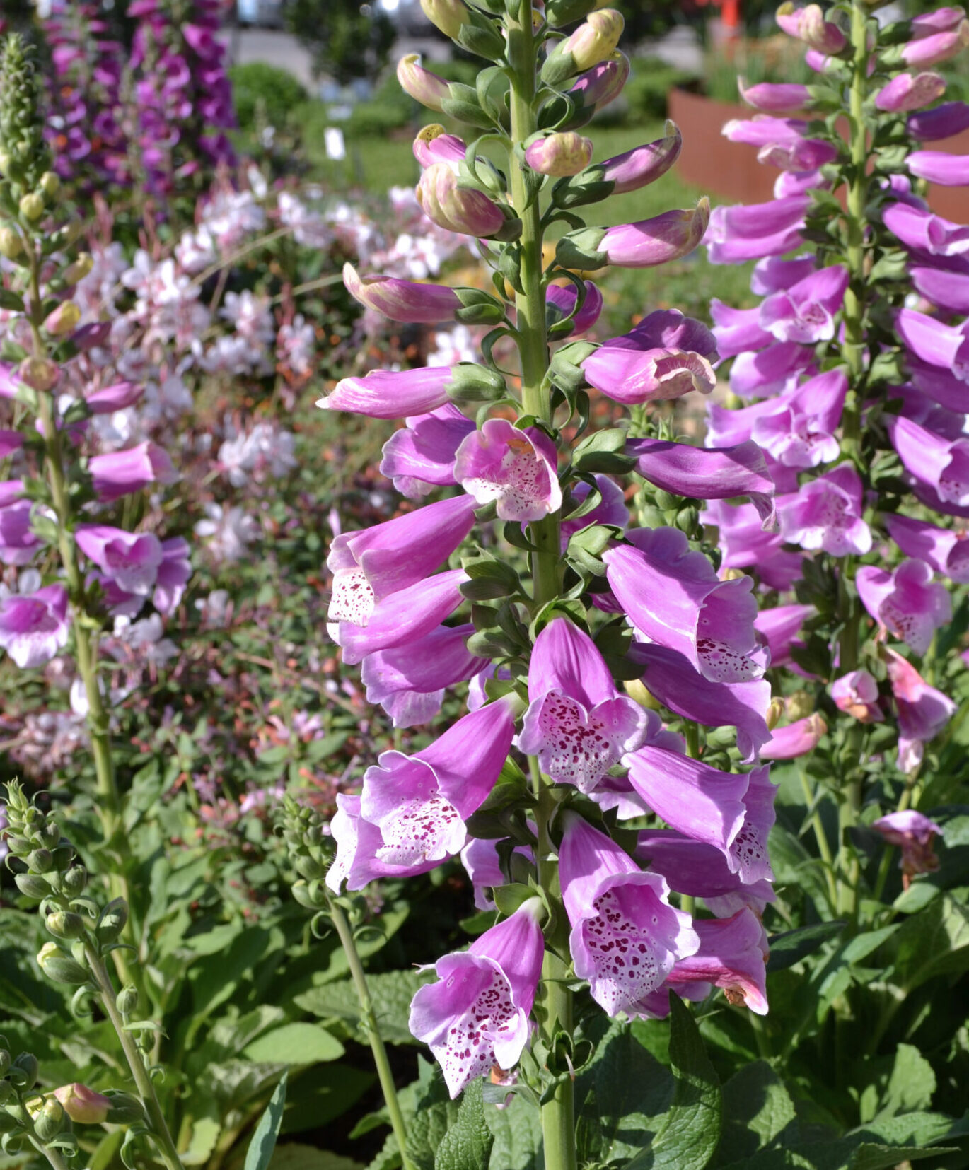 Digitalis purpurea ‘Dalmatian Rose’