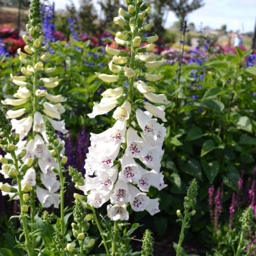 Digitalis purpurea ‘Dalmatian White’