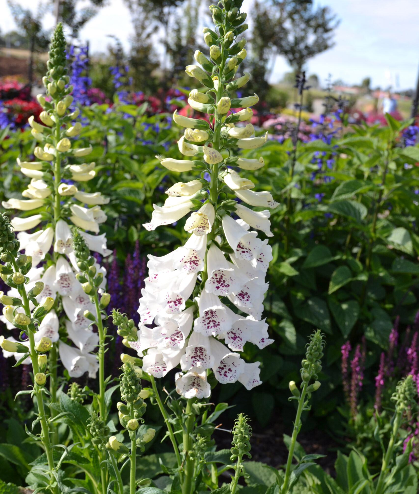 Digitalis purpurea ‘Dalmatian White’