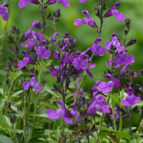 Salvia greggii ‘Mirage Violet’
