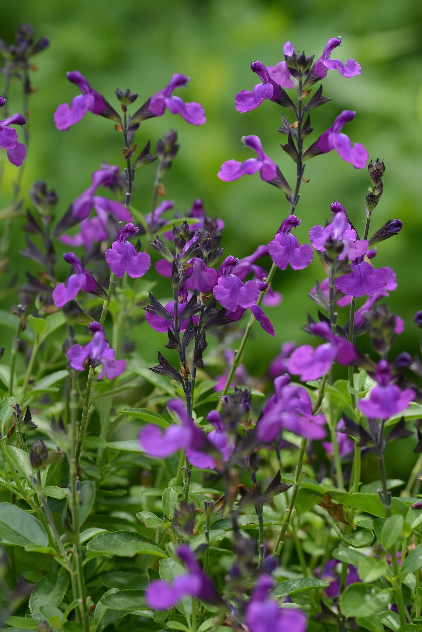 Salvia greggii ‘Mirage Violet’