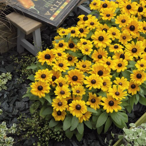 Alternative view of Rudbeckia 'Claire'