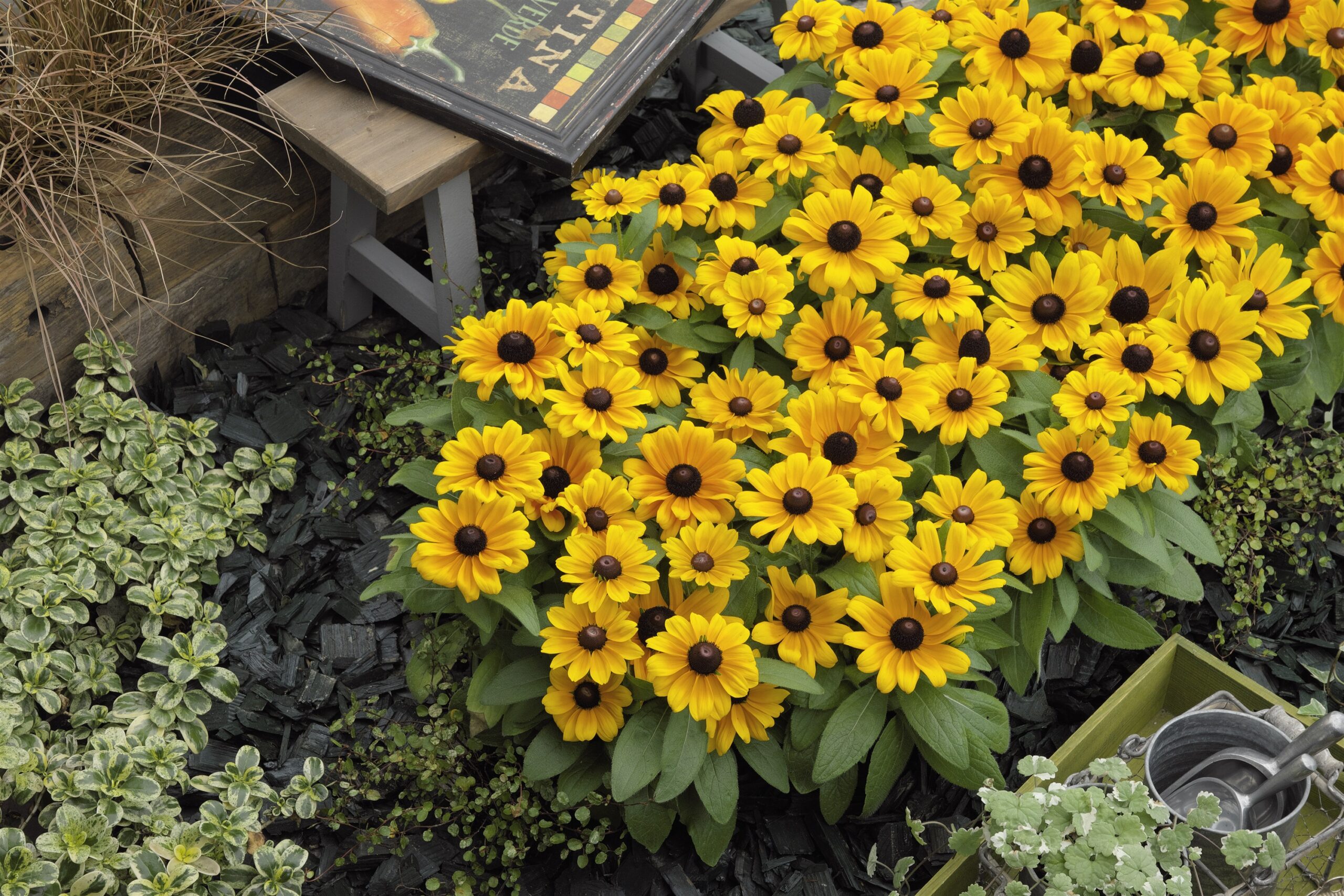 Rudbeckia 'Claire' - Image 2