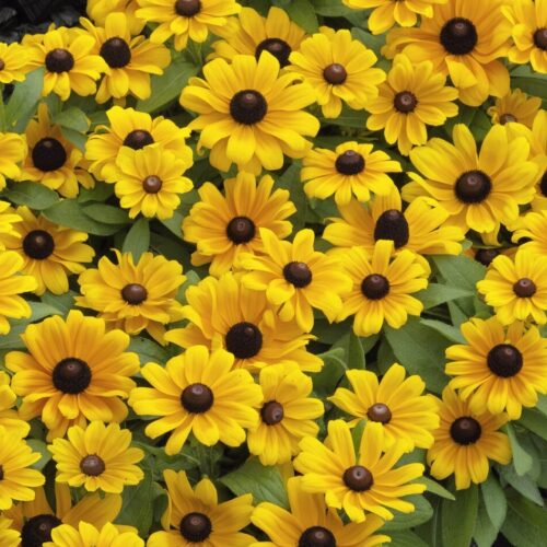 Rudbeckia 'Claire'