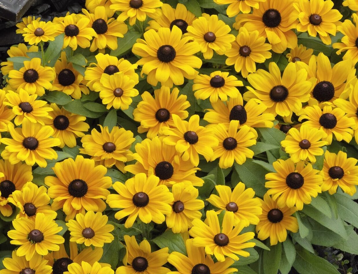 Rudbeckia 'Claire'