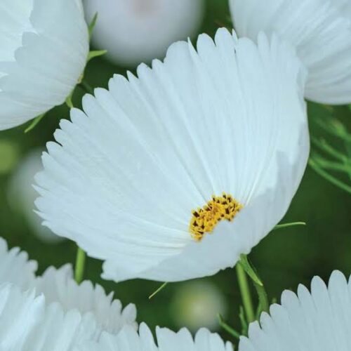 Cosmos bipinnatus 'Cupcakes White'