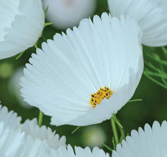 Cosmos bipinnatus 'Cupcakes White'
