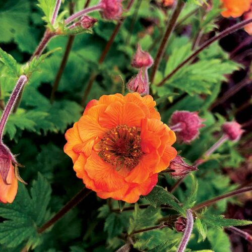 Geum ‘Tempo Orange’
