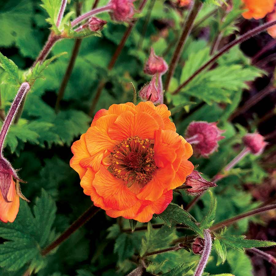 Geum ‘Tempo Orange’