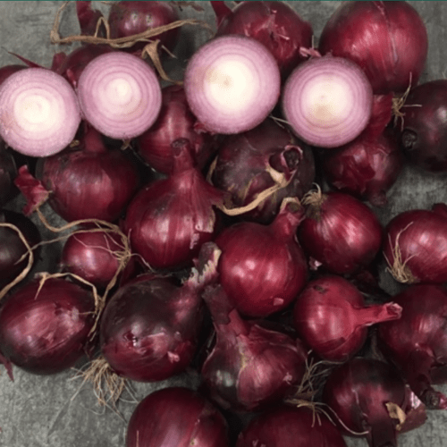 Onion, Red 'Griffin' F1 (Allium cepa)