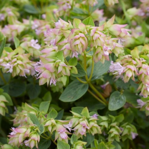 Origanum ‘Dingle Fairy’