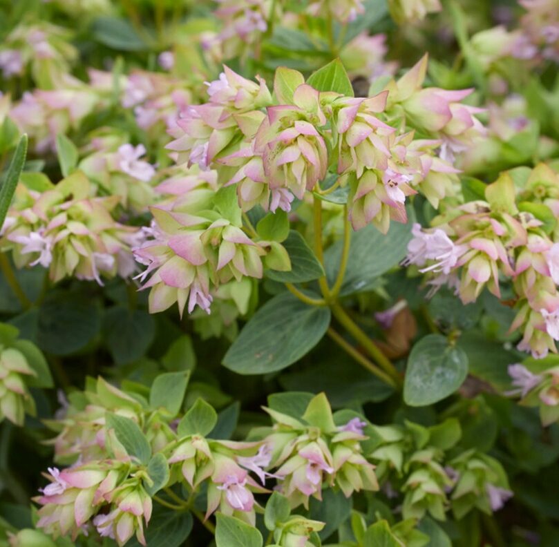 Origanum ‘Dingle Fairy’