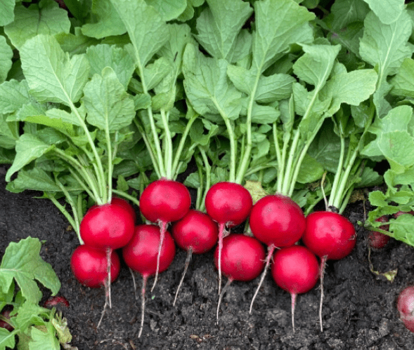 Radish 'Red Planet' F1 (Raphanus sativus)