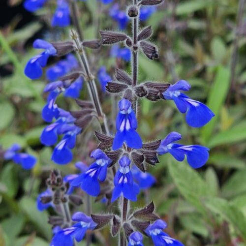 Salvia sinaloensis