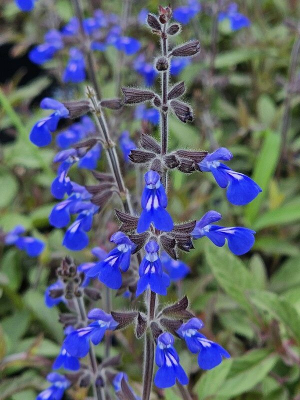 Salvia sinaloensis