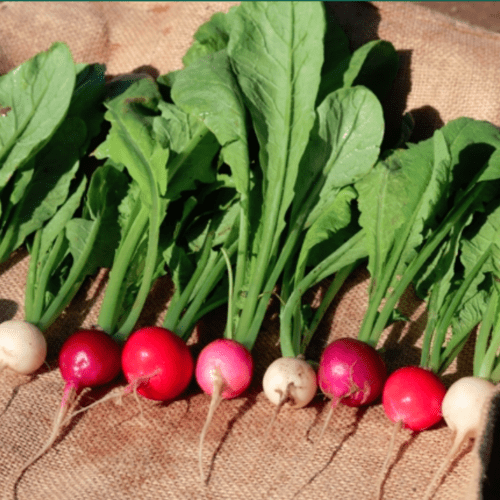 Radish 'Easter Egg' (Raphanus sativus)
