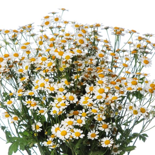 Alternative view of Tanacetum parthenium ‘Campagne’
