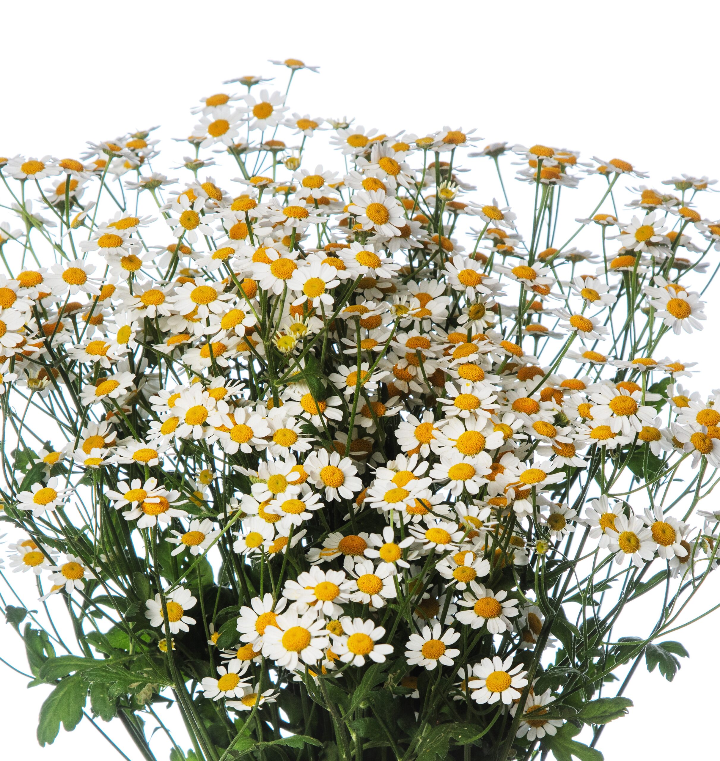 Tanacetum parthenium ‘Campagne’ - Image 2