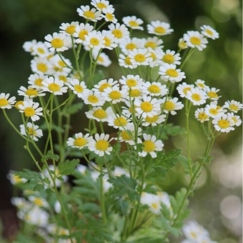 Tanacetum parthenium ‘Campagne’