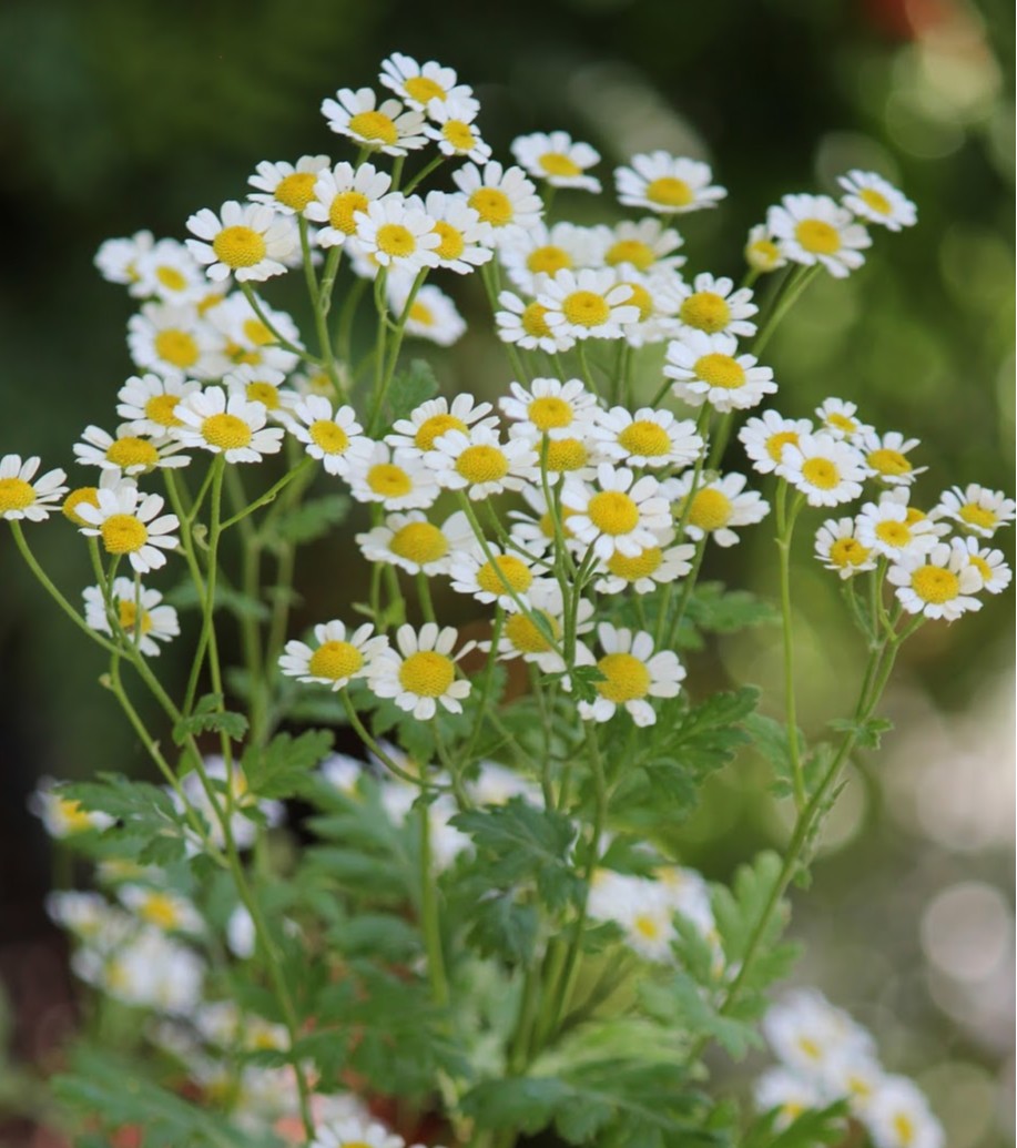 Tanacetum parthenium ‘Campagne’