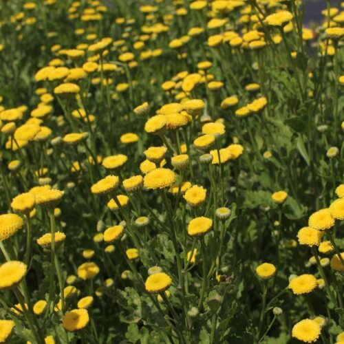 Tanacetum parthenium 'Vegmo Sunny Ball'