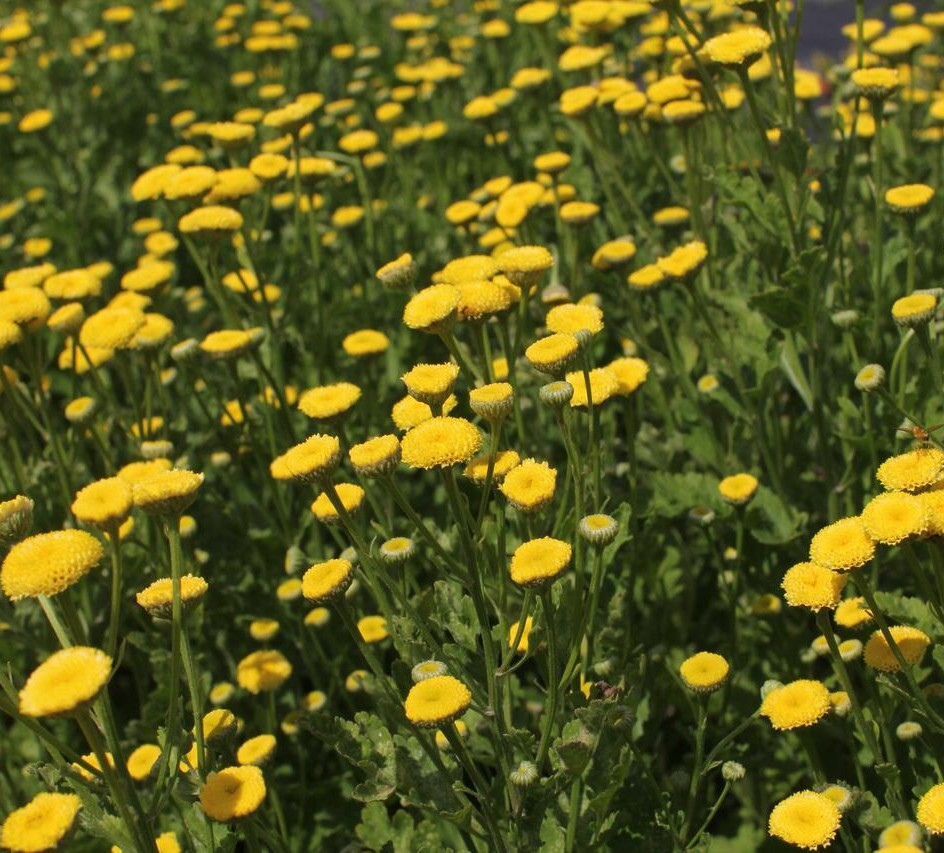 Tanacetum parthenium 'Vegmo Sunny Ball'