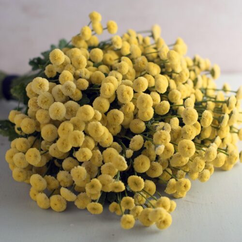 Alternative view of Tanacetum parthenium 'Vegmo Sunny Ball'