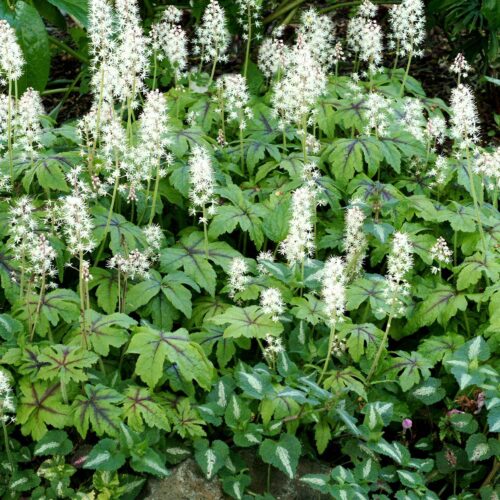 Alternative view of Tiarella 'Jeepers Creepers'