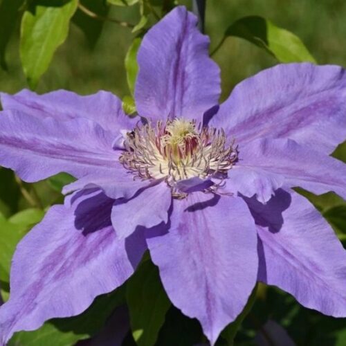 Clematis ‘Copernicus’