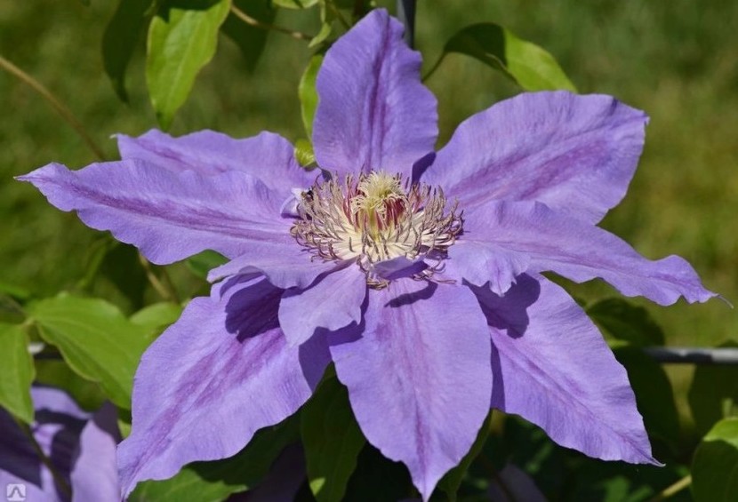 Clematis ‘Copernicus’