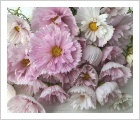 Cosmos bipinnatus 'Cupcakes Mix'