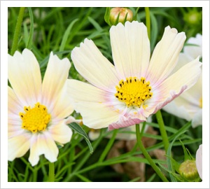 Cosmos bipinnatus 'Apricot Lemonade'