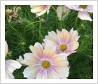 Alternative view of Cosmos bipinnatus 'Apricot Lemonade'