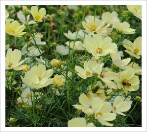 Cosmos bipinnatus 'Lemonade'