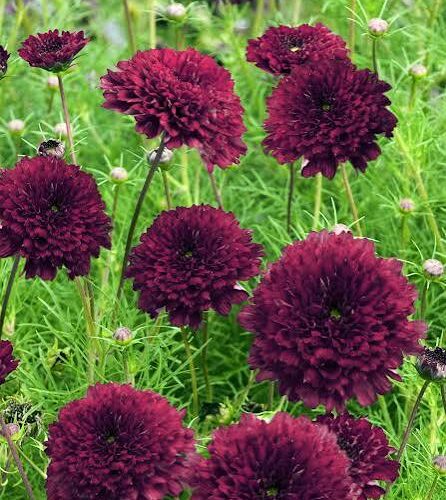Cosmos 'Double Click Cranberries'