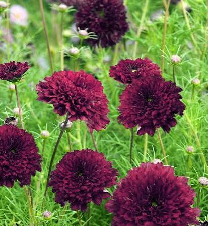 Cosmos 'Double Click Cranberries'