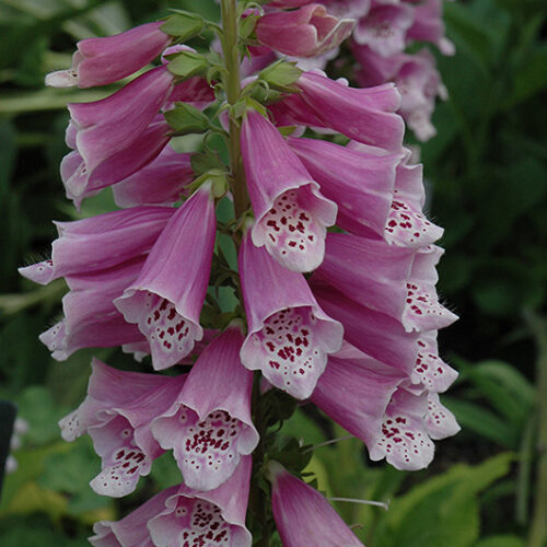 Alternative view of Digitalis purpurea ‘Dalmatian Rose’