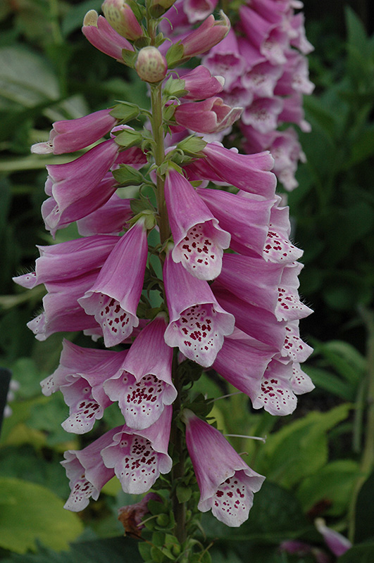 Digitalis purpurea ‘Dalmatian Rose’ - Image 2